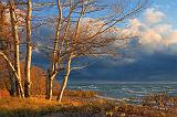Lake Erie Birches Near Sunset_23921